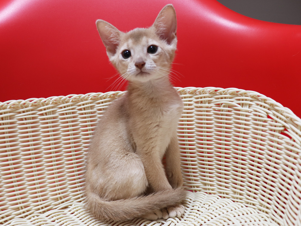 アビシニアンの子猫画像