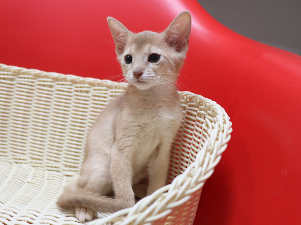 アビシニアンの子猫画像