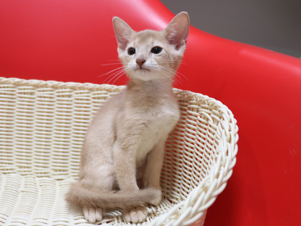 アビシニアンの子猫画像