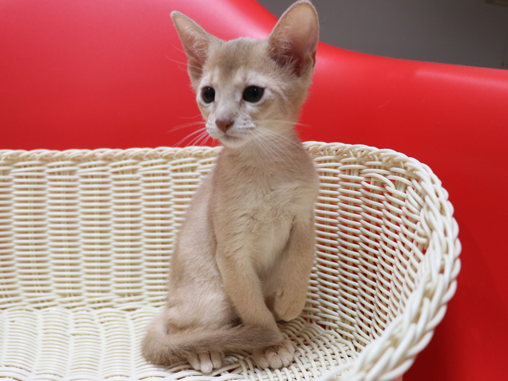 アビシニアンの子猫画像