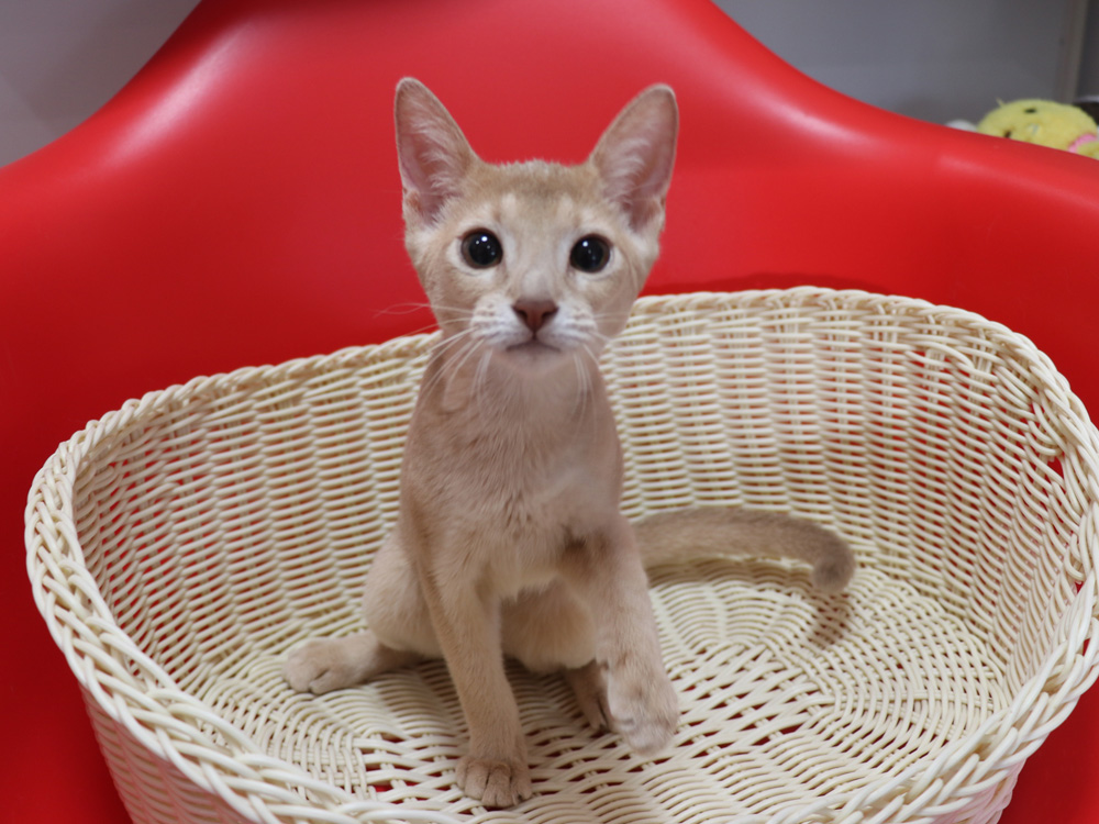 アビシニアンの子猫画像