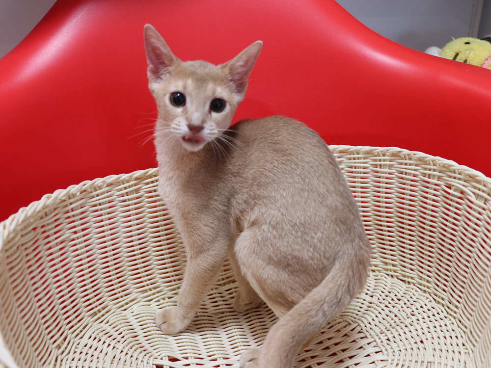 アビシニアンの子猫画像