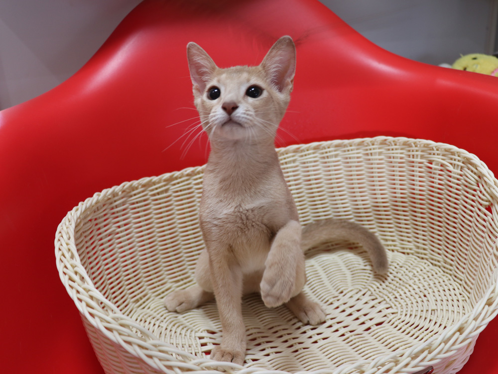 アビシニアンの子猫画像