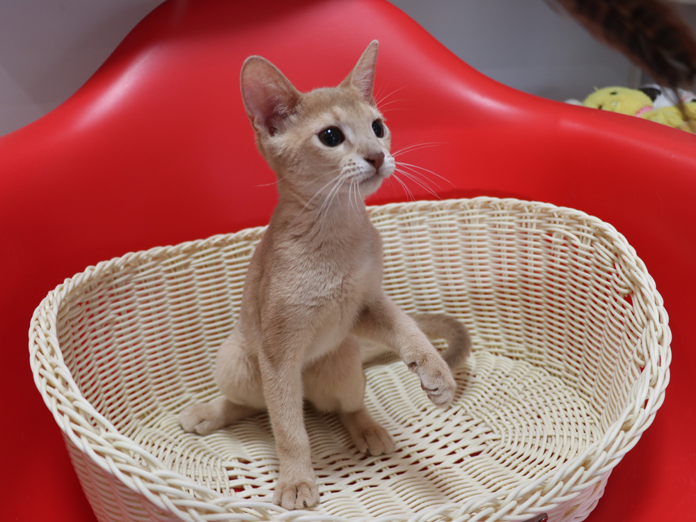アビシニアンの子猫画像