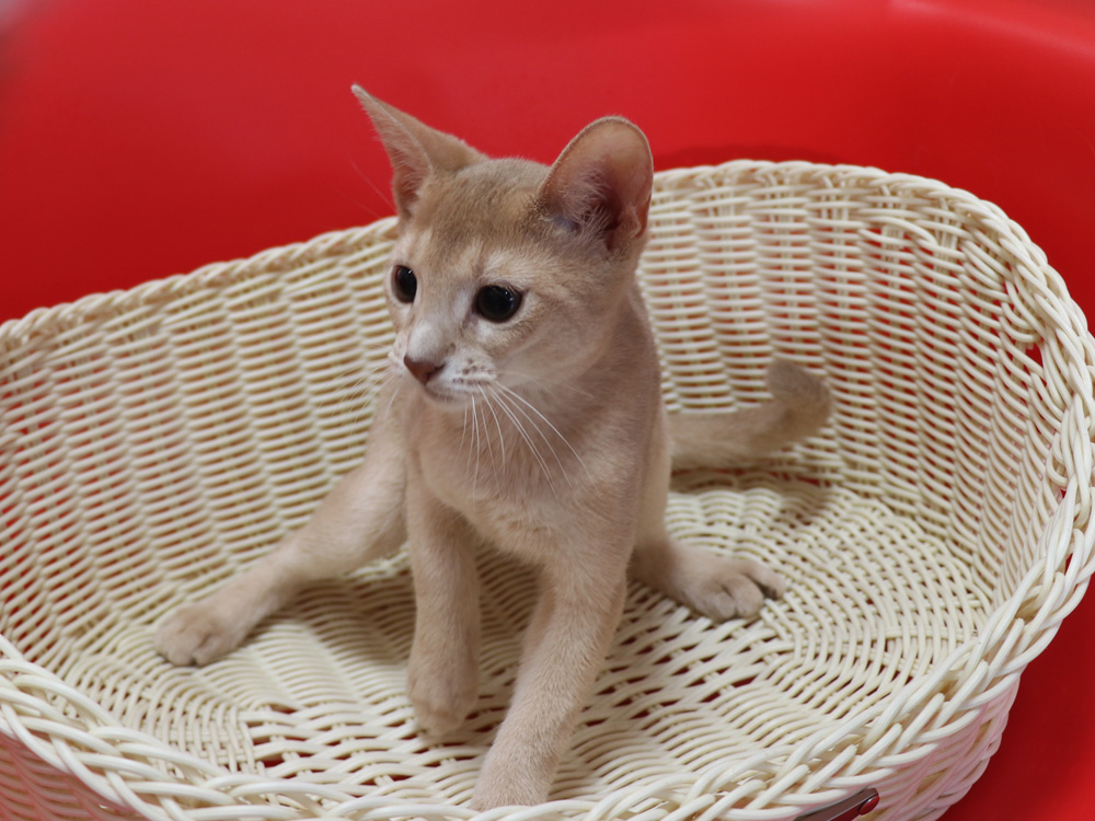 アビシニアンの子猫画像