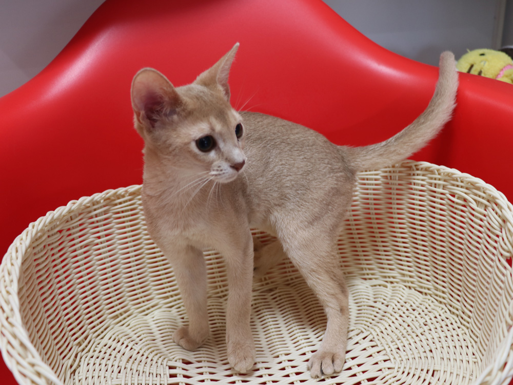 アビシニアンの子猫画像