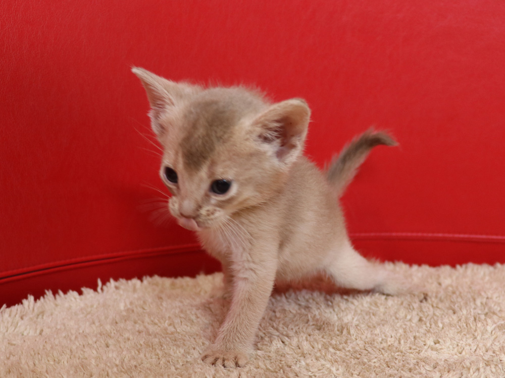 アビシニアンの子猫画像