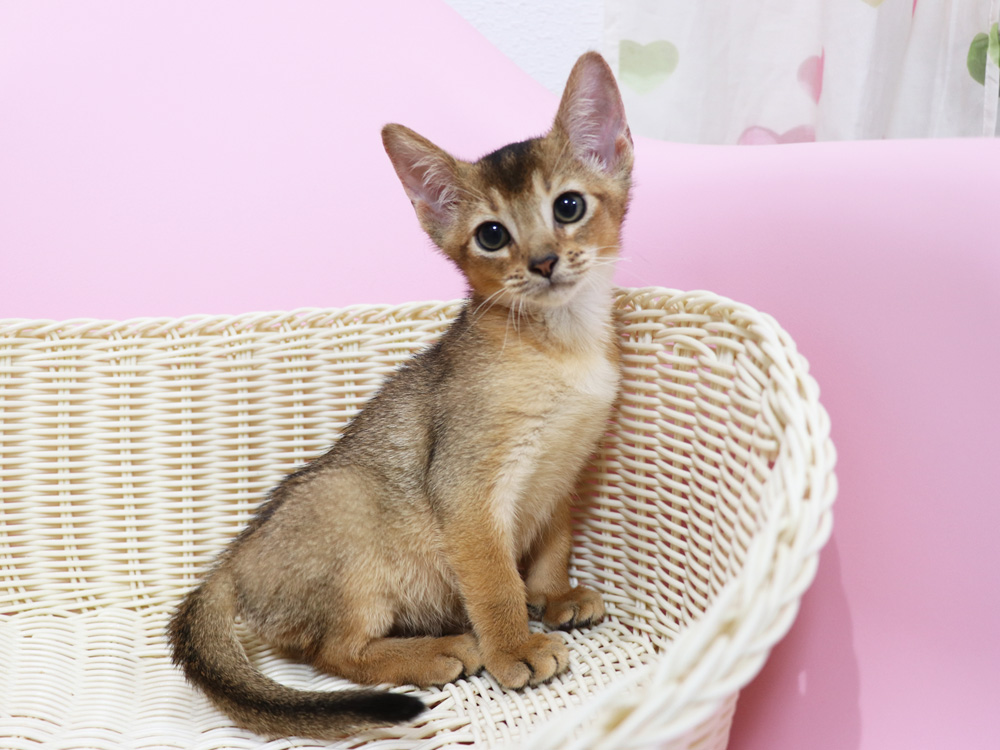 アビシニアンの子猫画像