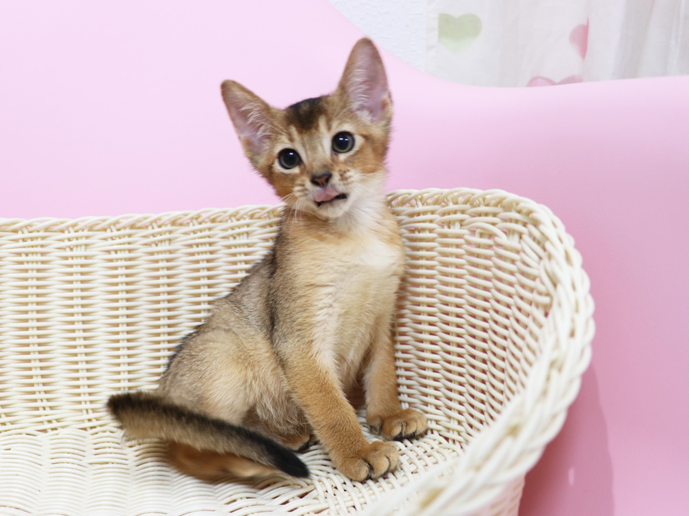 アビシニアンの子猫画像