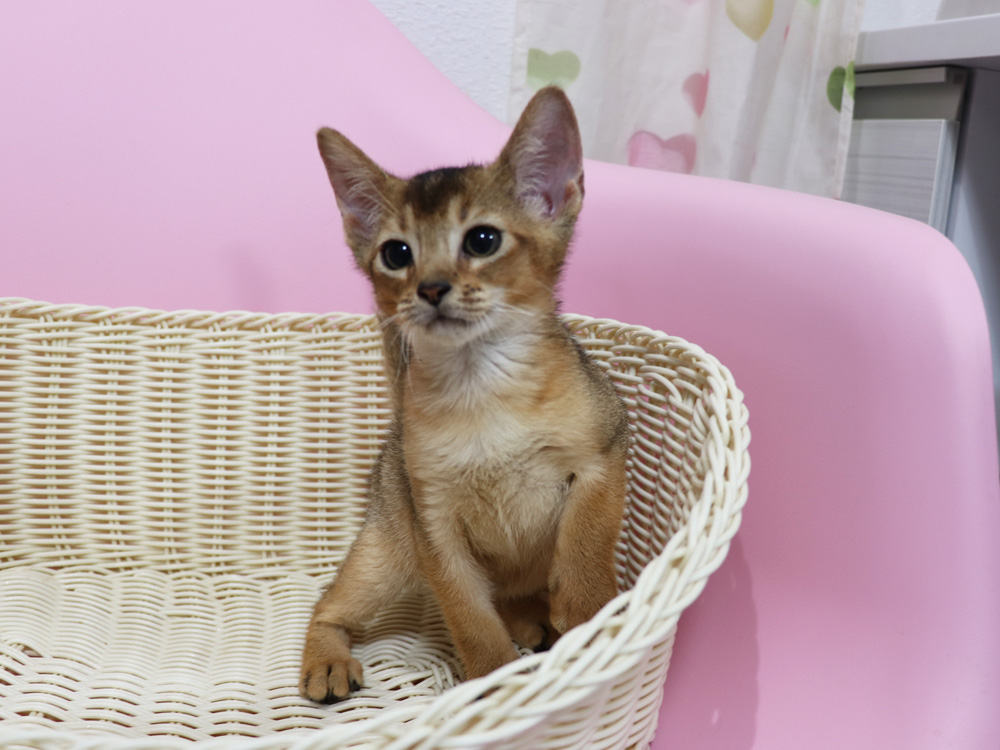 アビシニアンの子猫画像