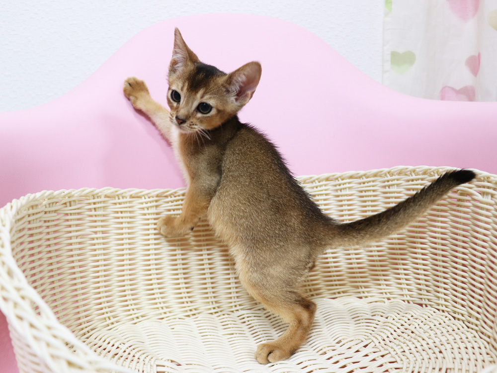 アビシニアンの子猫画像