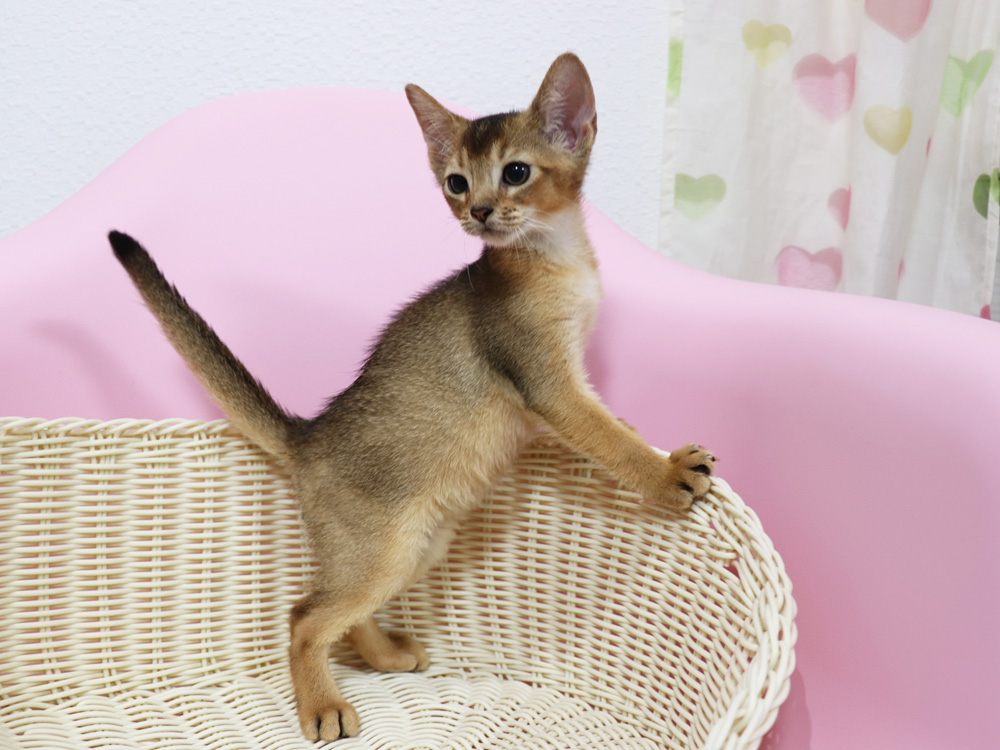 アビシニアンの子猫画像