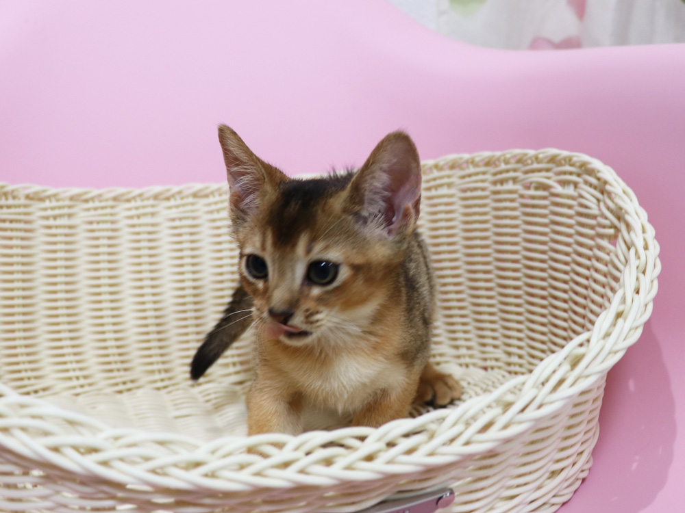 アビシニアンの子猫画像