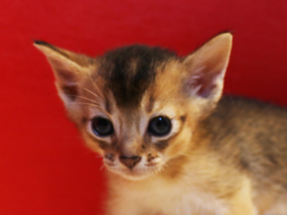 アビシニアンの子猫画像