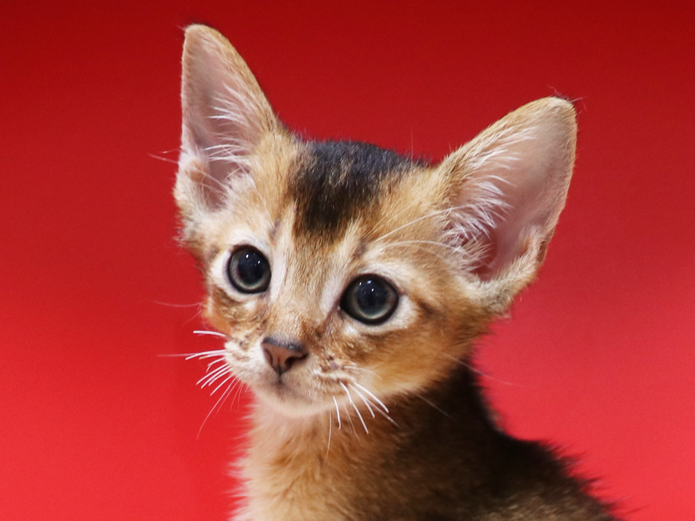 アビシニアンの子猫画像