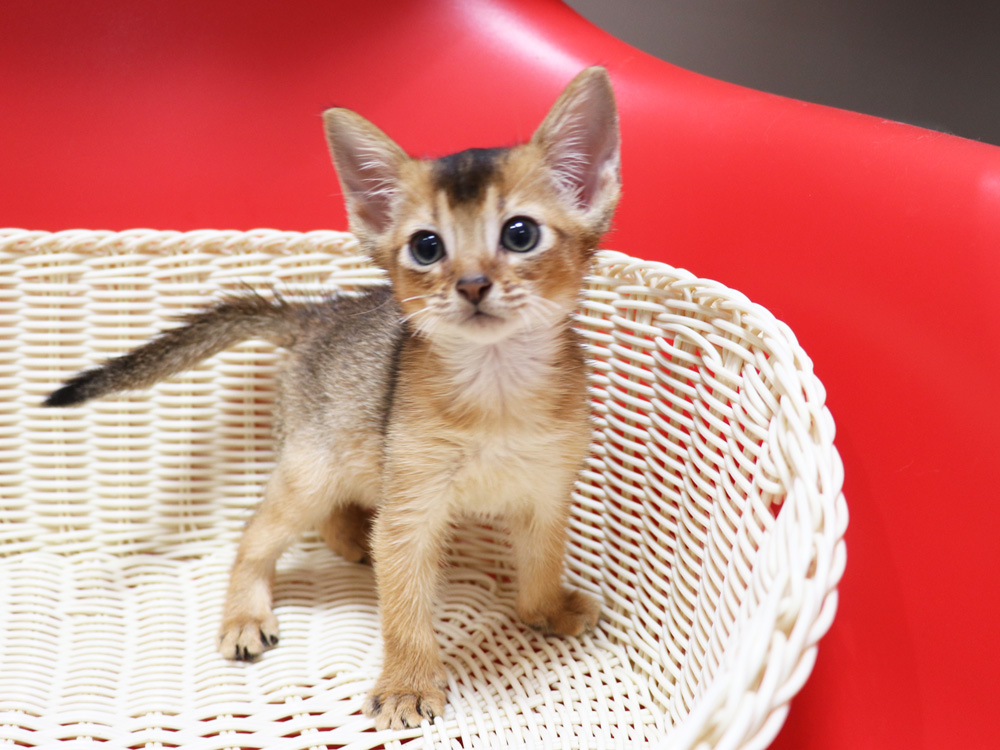 アビシニアンの子猫画像
