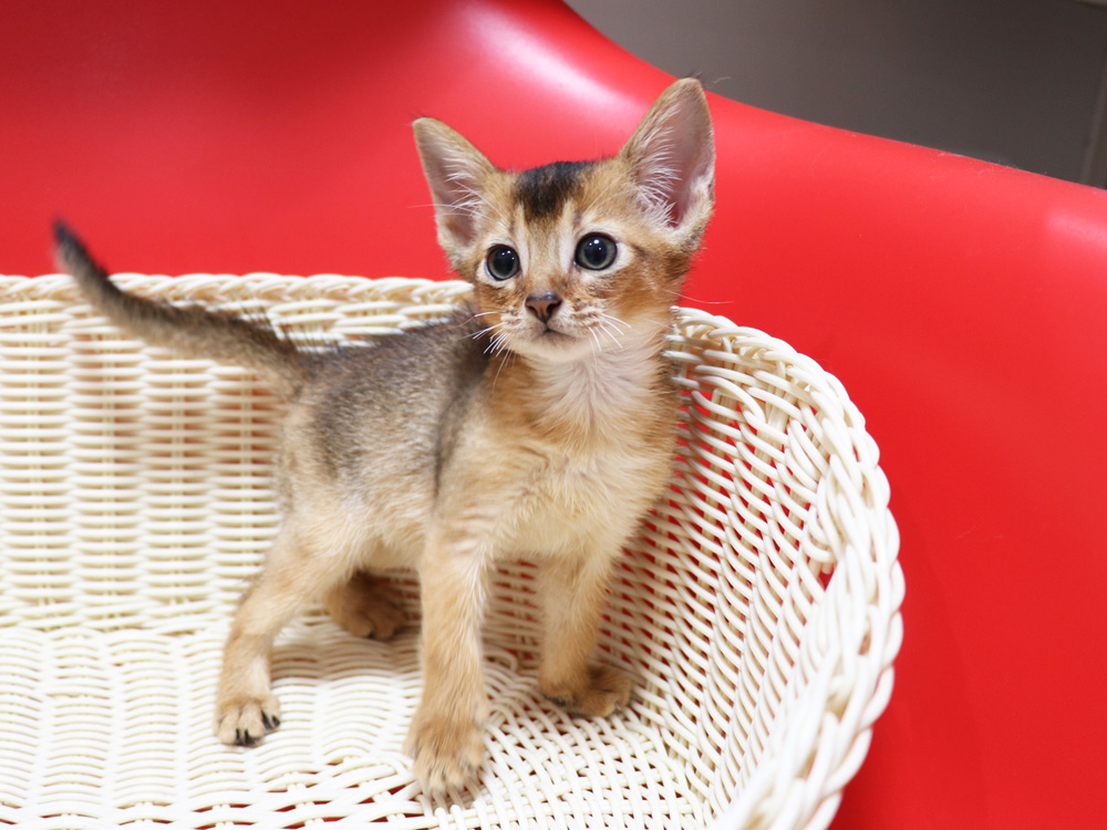アビシニアンの子猫画像