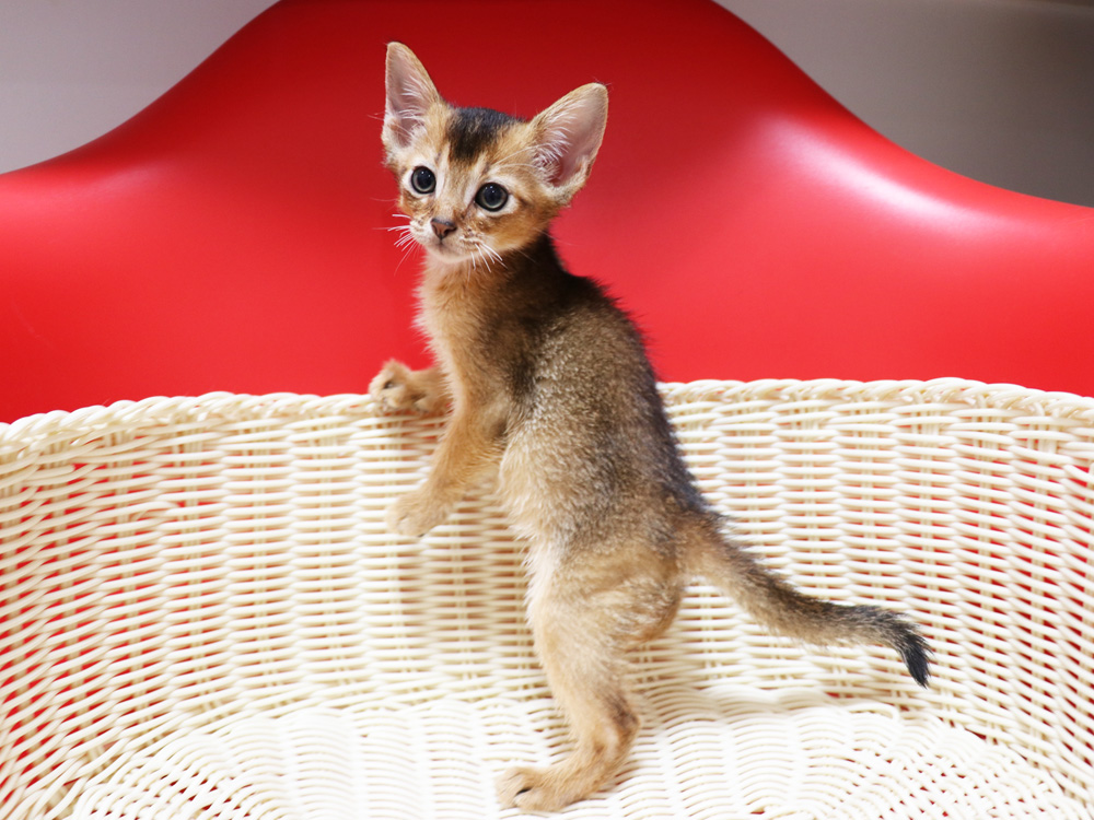 アビシニアンの子猫画像