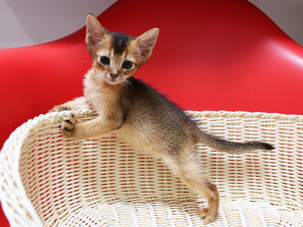 アビシニアンの子猫画像