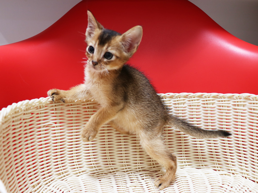 アビシニアンの子猫画像
