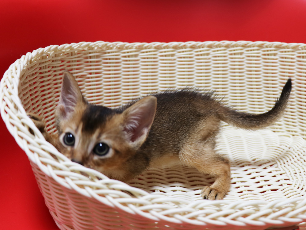 アビシニアンの子猫画像