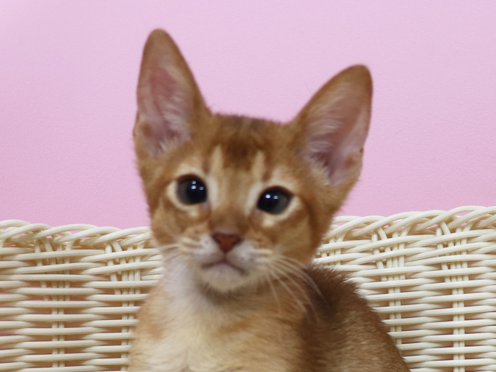 アビシニアンの子猫画像
