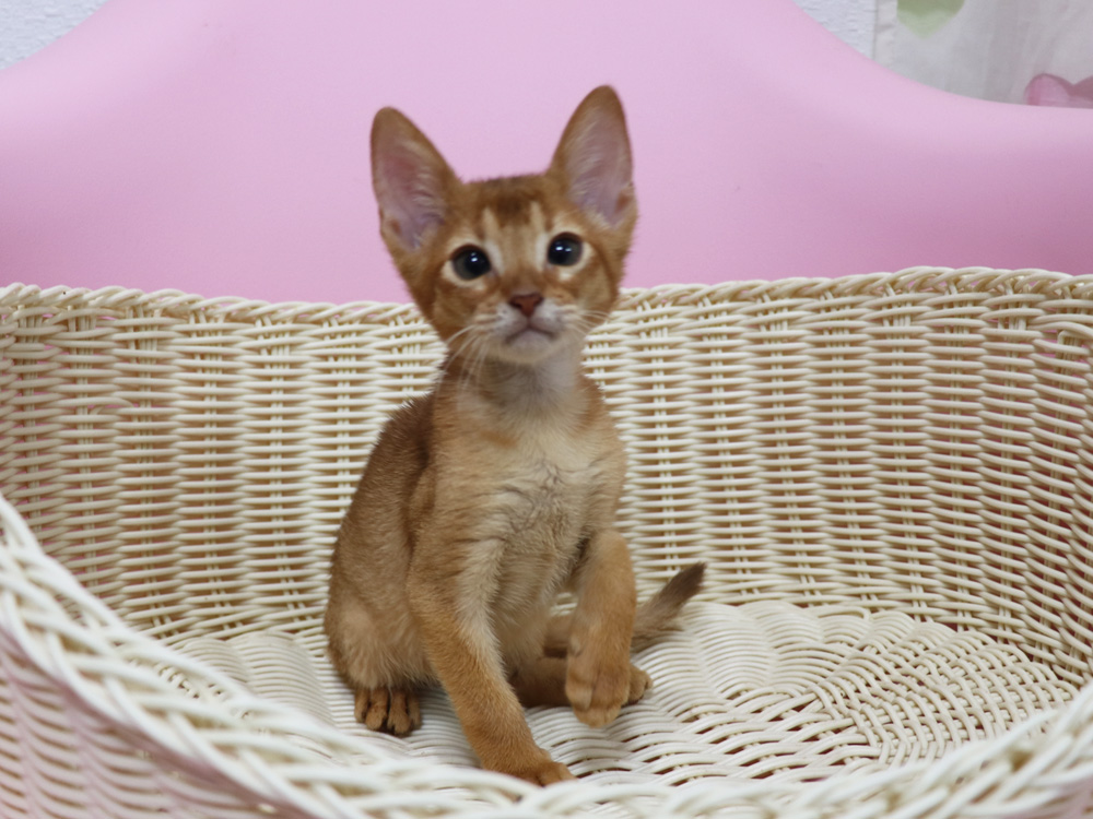 アビシニアンの子猫画像