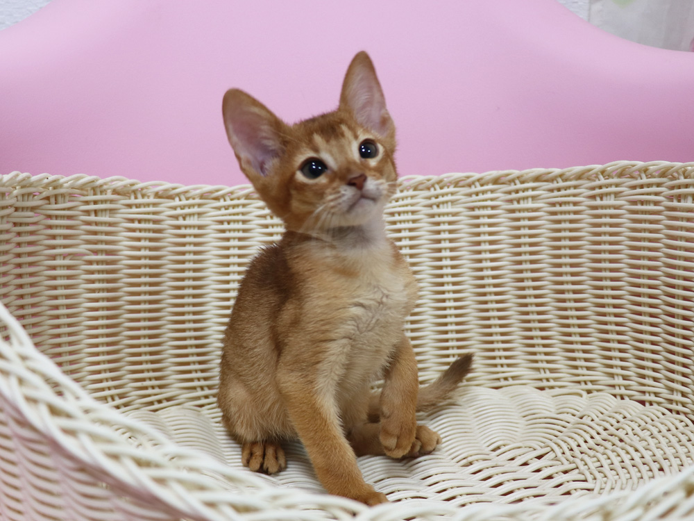 アビシニアンの子猫画像