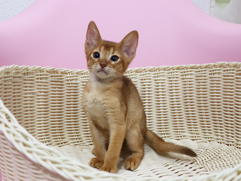 アビシニアンの子猫画像