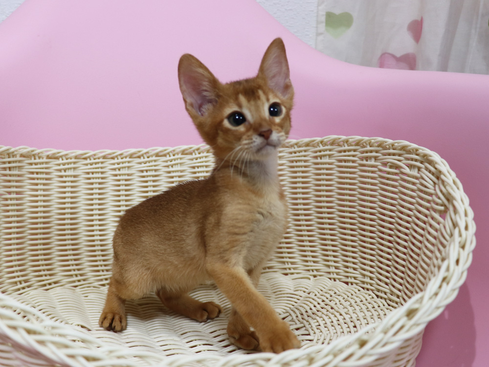アビシニアンの子猫画像