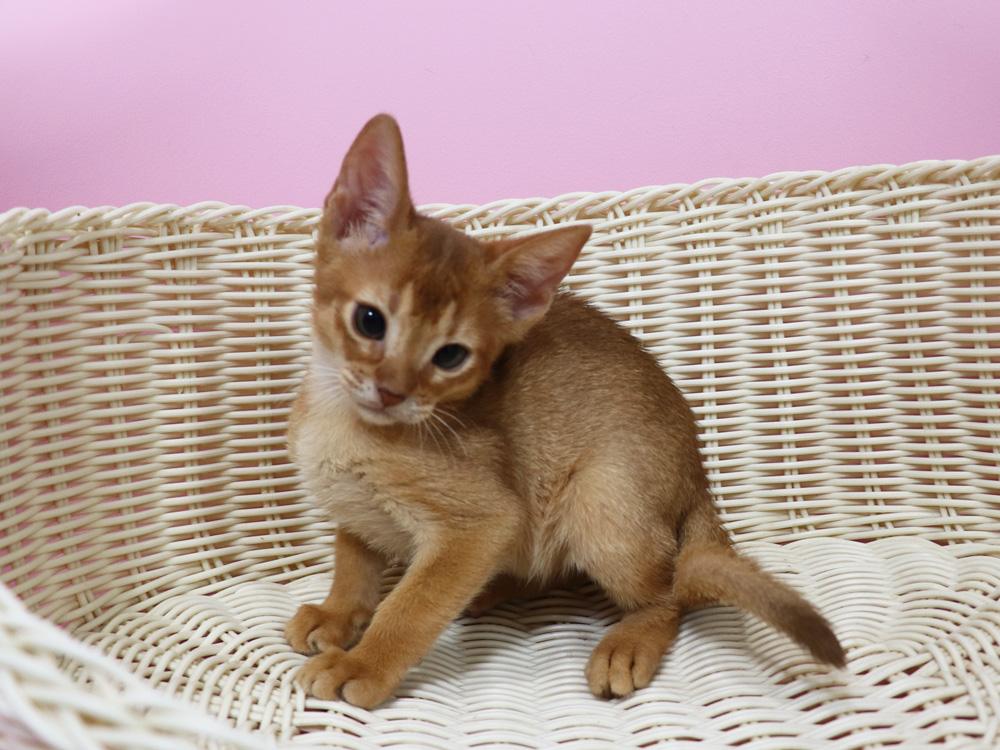 アビシニアンの子猫画像