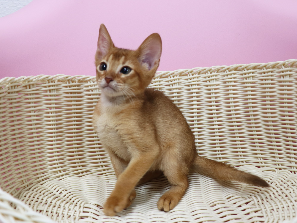 アビシニアンの子猫画像