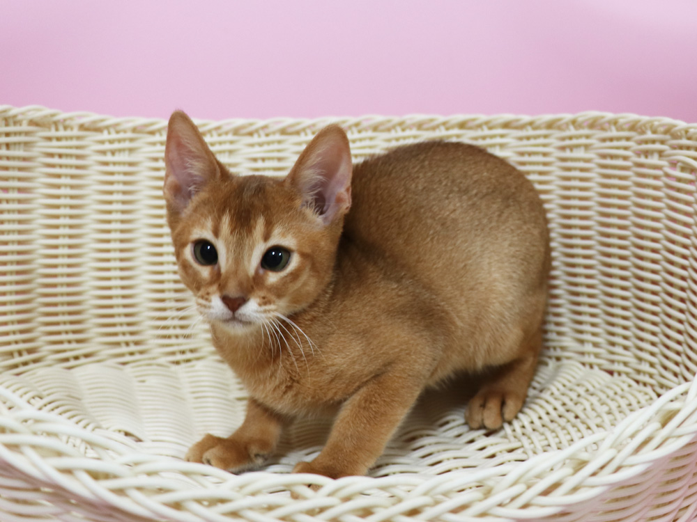アビシニアンの子猫画像