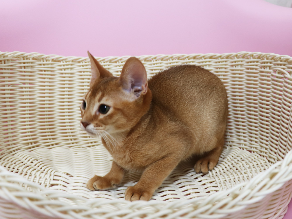 アビシニアンの子猫画像