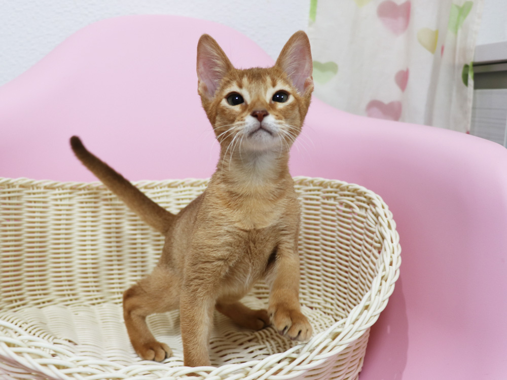 アビシニアンの子猫画像