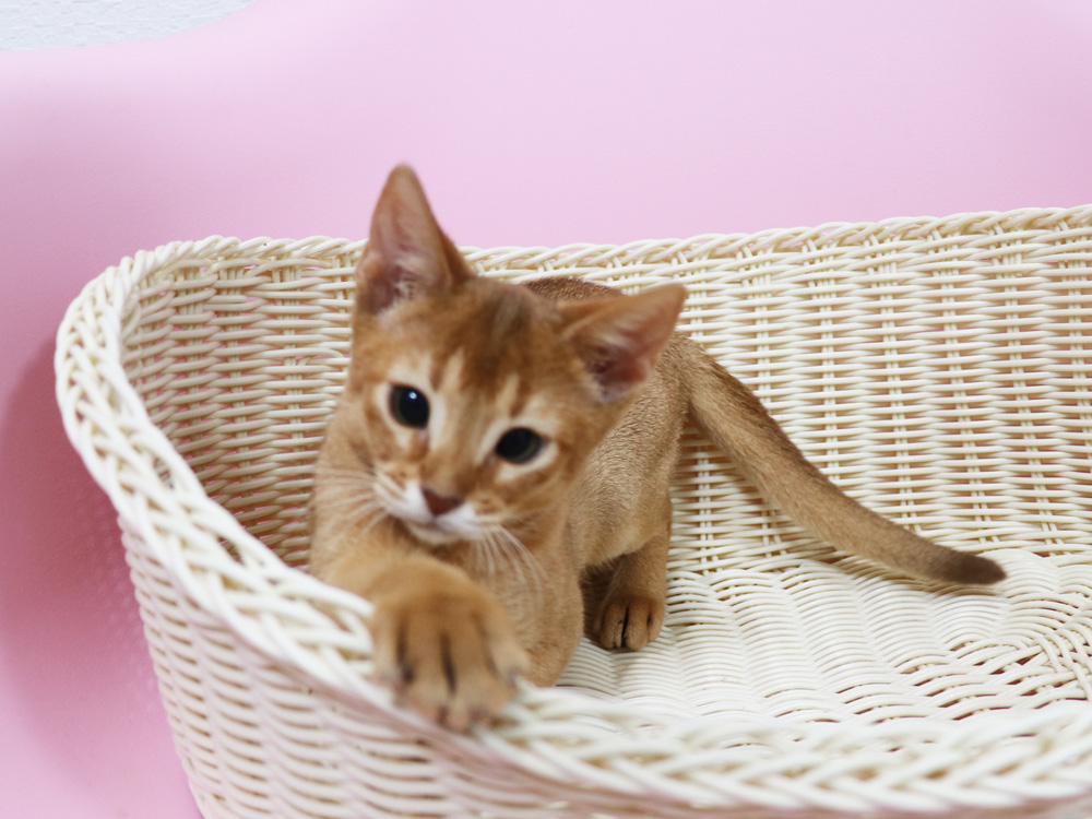 アビシニアンの子猫画像