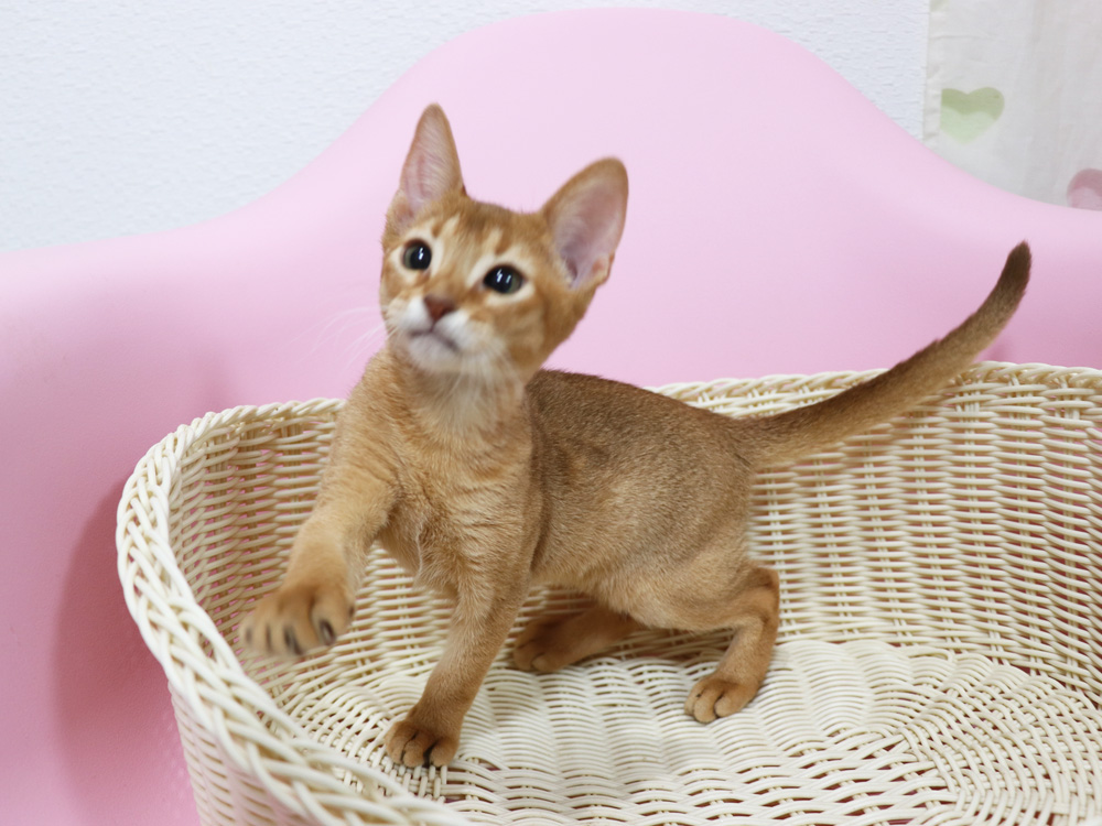 アビシニアンの子猫画像