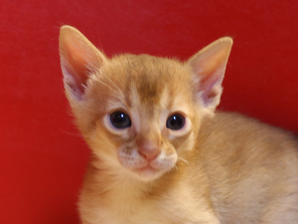 アビシニアンの子猫画像