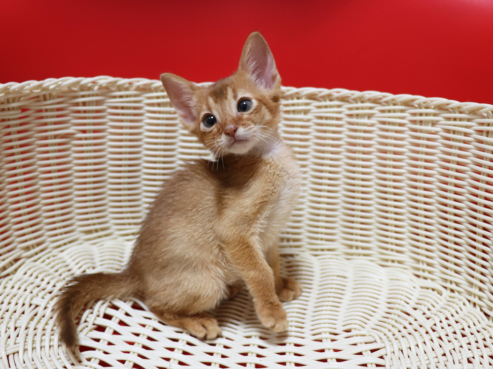 アビシニアンの子猫画像