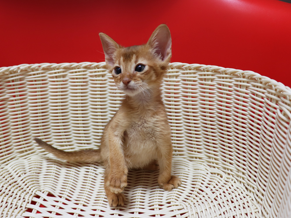 アビシニアンの子猫画像