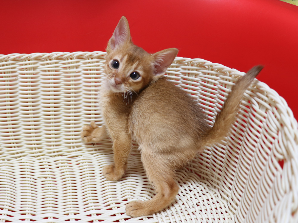 アビシニアンの子猫画像