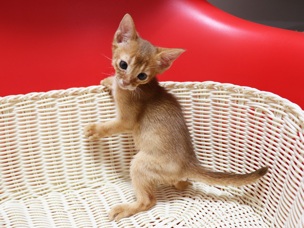アビシニアンの子猫画像