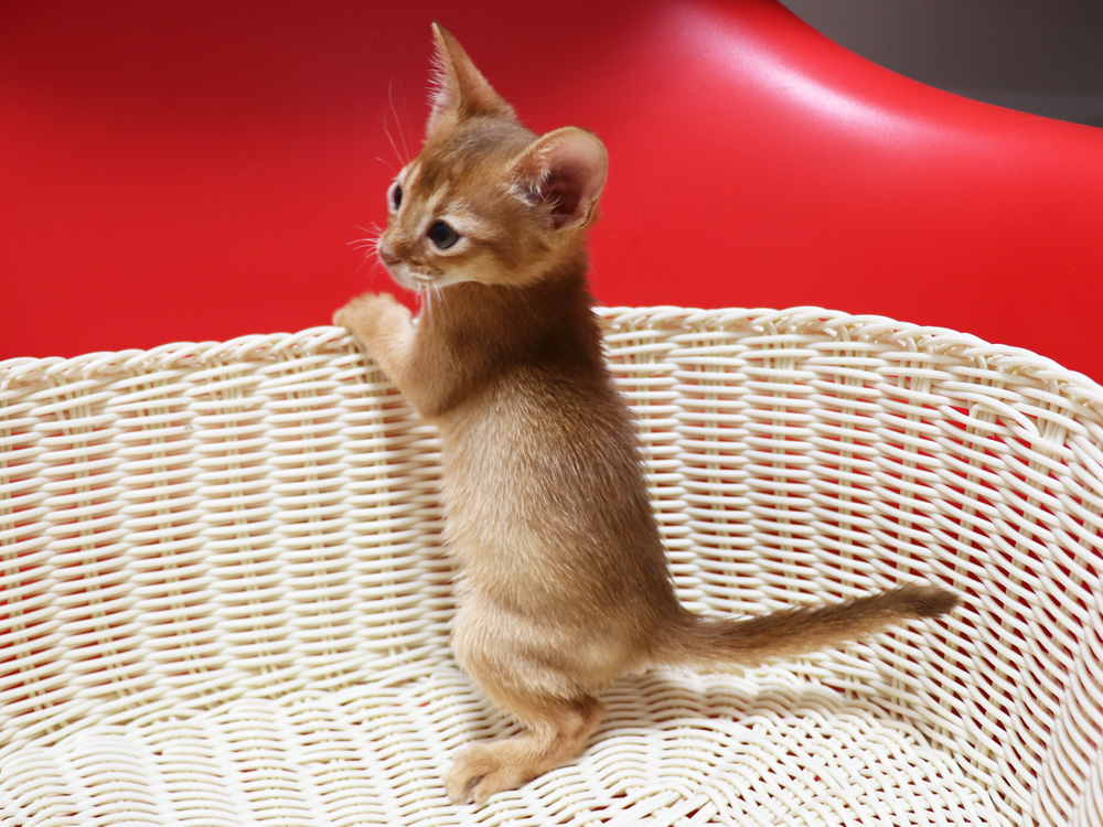 アビシニアンの子猫画像