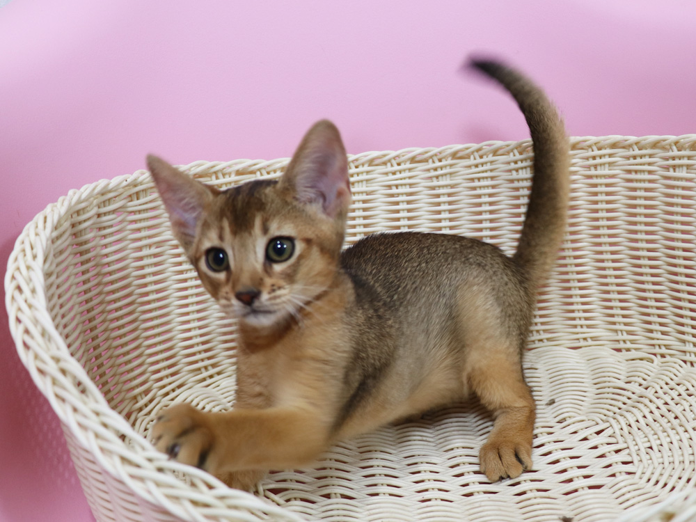 アビシニアンの子猫画像