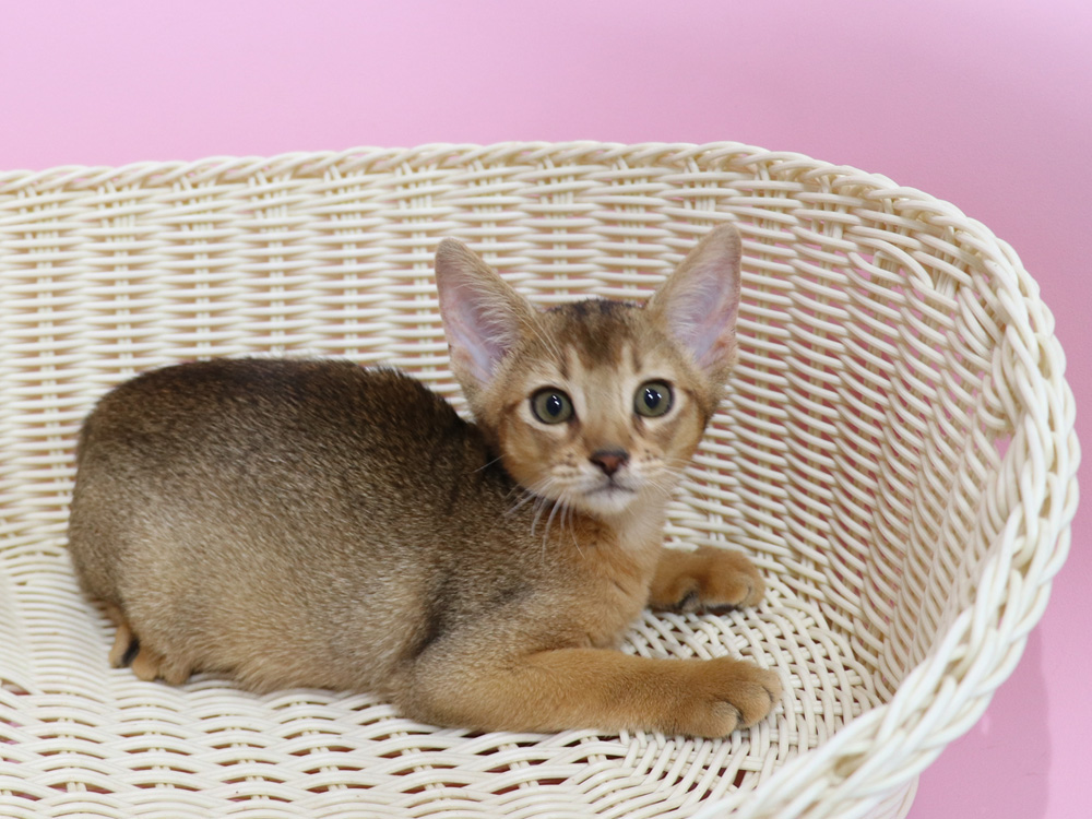 アビシニアンの子猫画像