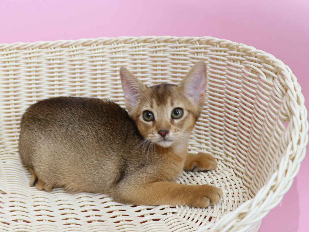 アビシニアンの子猫画像