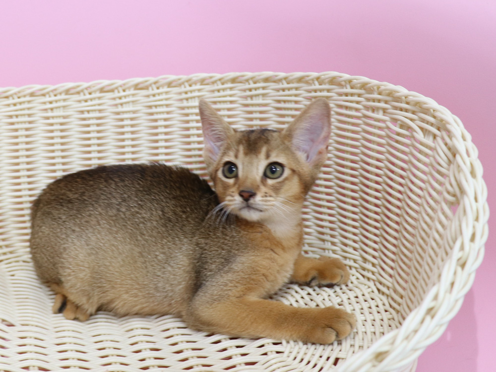 アビシニアンの子猫画像