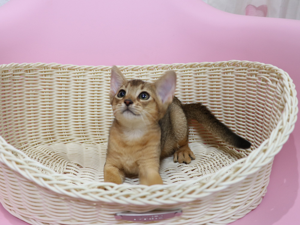 アビシニアンの子猫画像