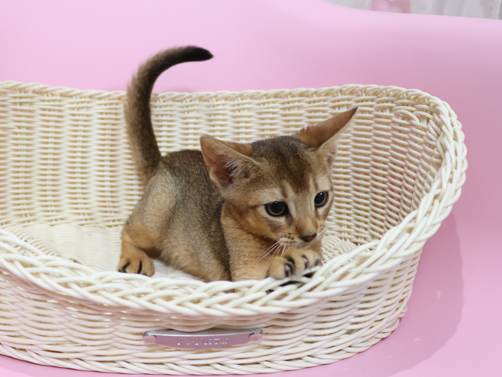 アビシニアンの子猫画像