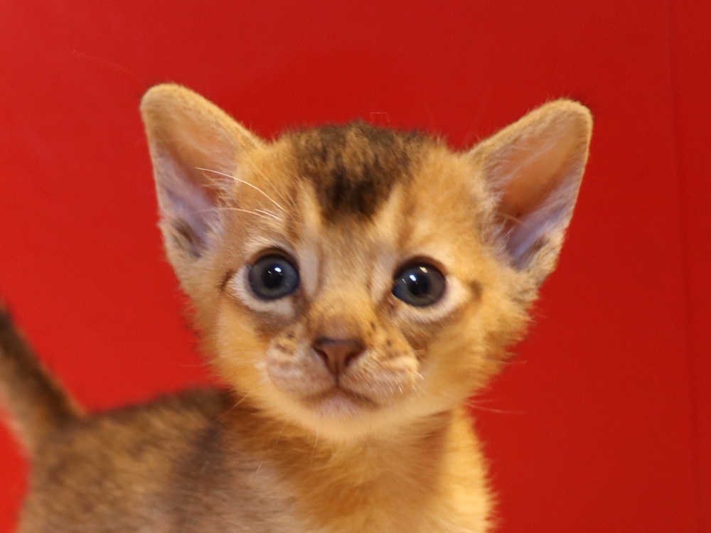 アビシニアンの子猫画像